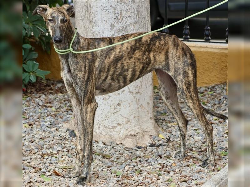 Bamba, anmutig und elegant