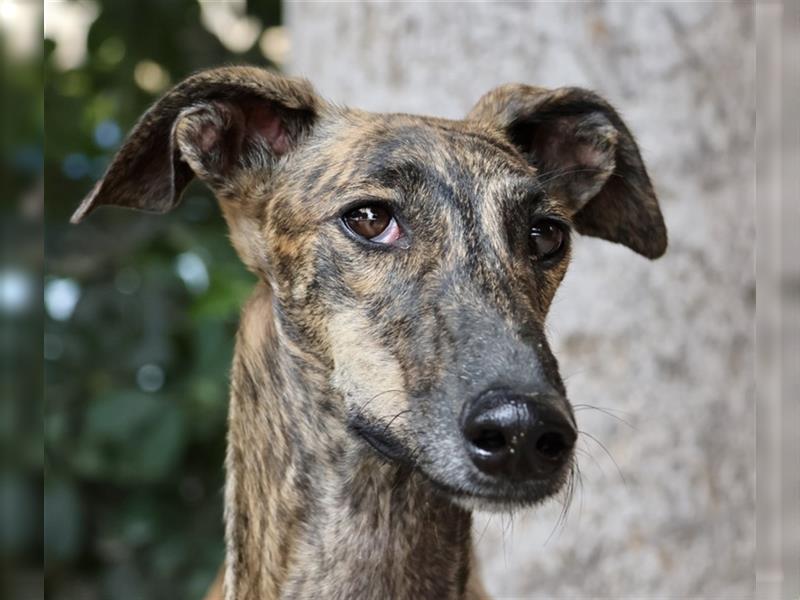 Bamba, anmutig und elegant