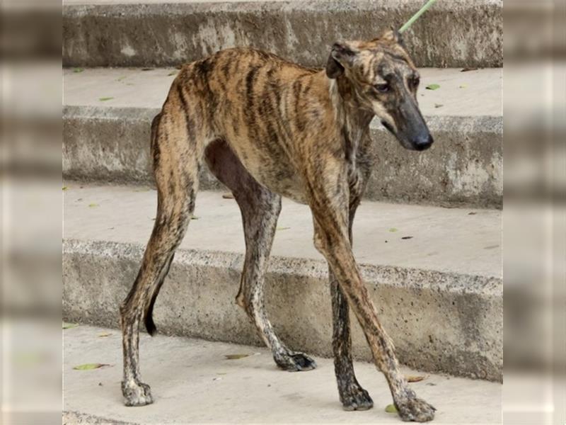 Bamba, anmutig und elegant