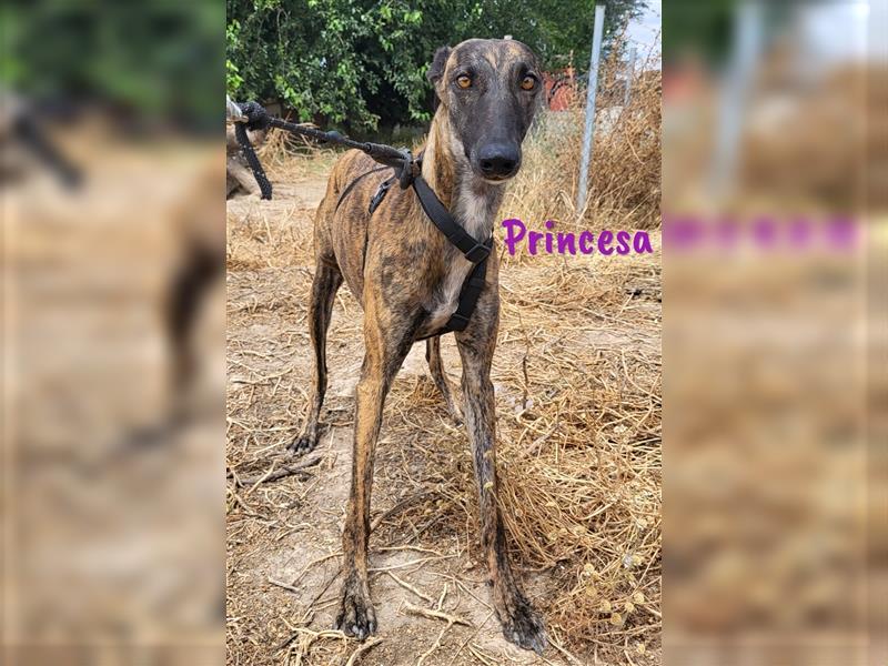 Princesa 03/2021 (ESP) - bezaubernde, aufgeschlossene und sympathische Galga!