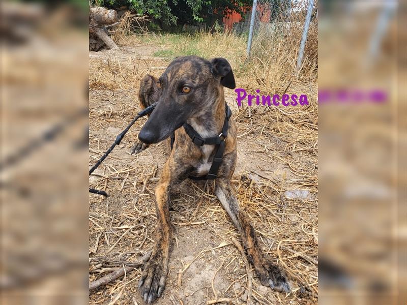 Princesa 03/2021 (ESP) - bezaubernde, aufgeschlossene und sympathische Galga!