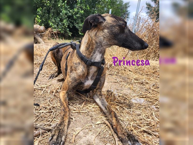 Princesa 03/2021 (ESP) - bezaubernde, aufgeschlossene und sympathische Galga!