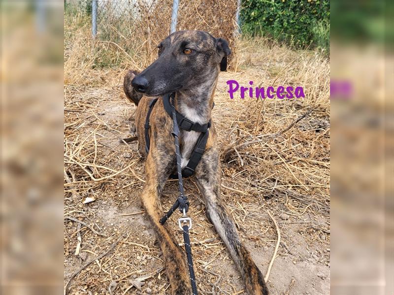 Princesa 03/2021 (ESP) - bezaubernde, aufgeschlossene und sympathische Galga!