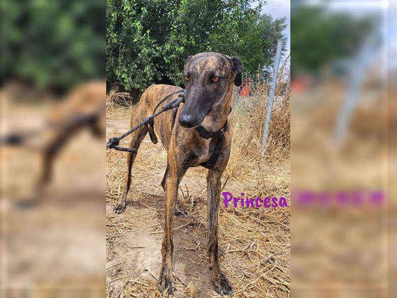 Princesa 03/2021 (ESP) - bezaubernde, aufgeschlossene und sympathische Galga!