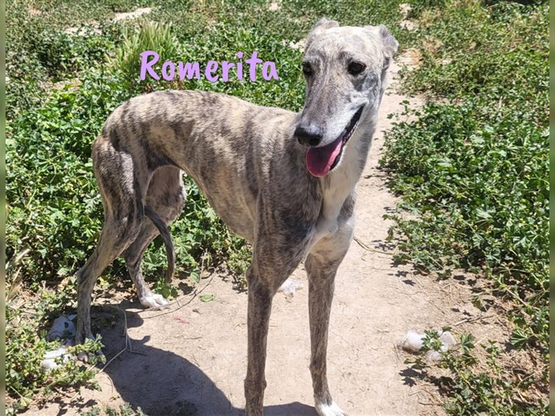 Romerita 05/2021 (ESP) -wunderschöne, sympathische Galga!