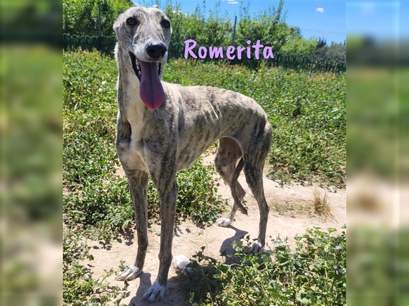 Romerita 05/2021 (ESP) -wunderschöne, sympathische Galga!