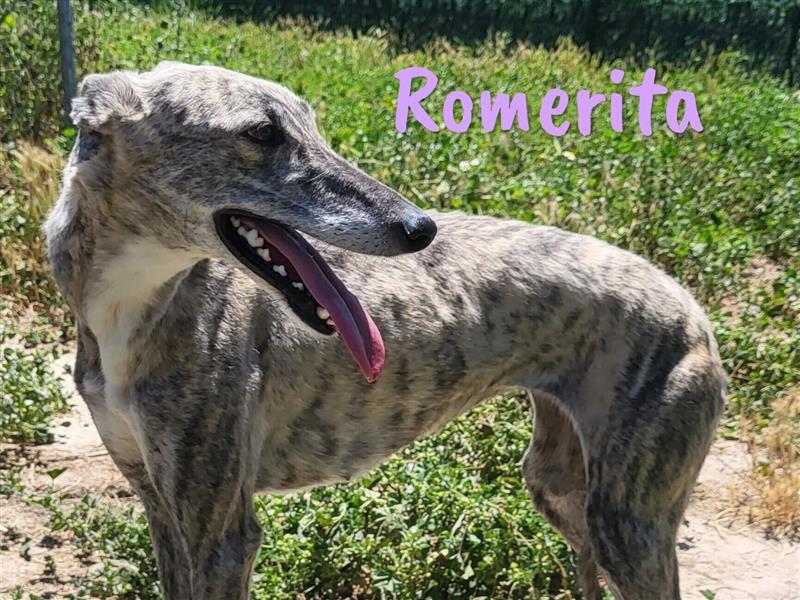 Romerita 05/2021 (ESP) -wunderschöne, sympathische Galga!