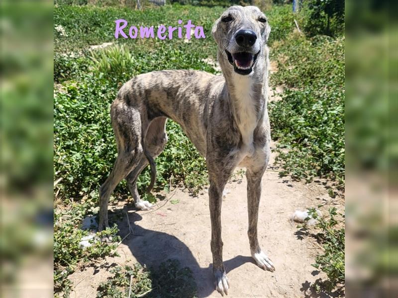 Romerita 05/2021 (ESP) -wunderschöne, sympathische Galga!