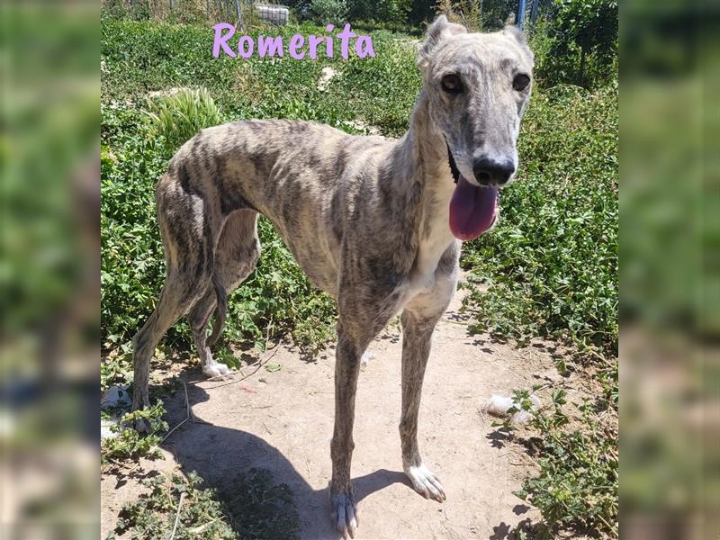 Romerita 05/2021 (ESP) -wunderschöne, sympathische Galga!