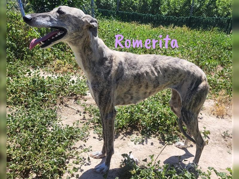 Romerita 05/2021 (ESP) -wunderschöne, sympathische Galga!