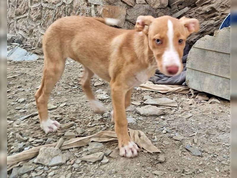 Amba, knuffige Galgo-Mix Maus, zwischen Müll und Trümmern geboren