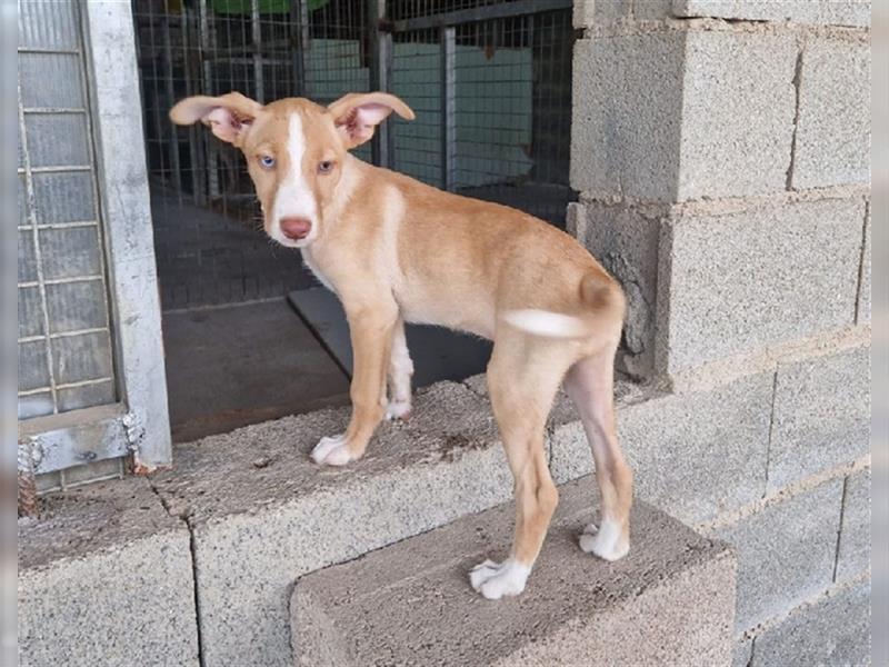 Amba, knuffige Galgo-Mix Maus, zwischen Müll und Trümmern geboren