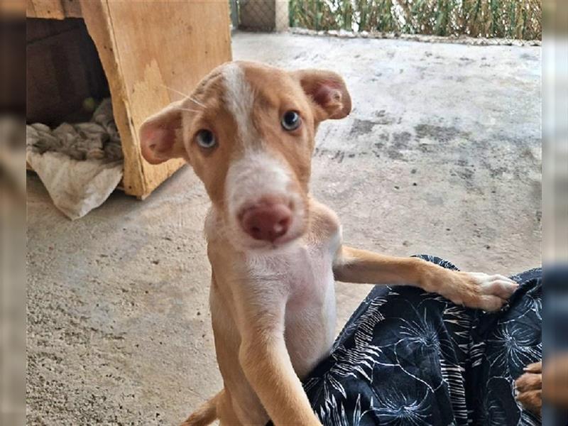 Amba, knuffige Galgo-Mix Maus, zwischen Müll und Trümmern geboren