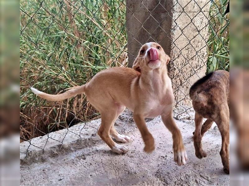 Amba, knuffige Galgo-Mix Maus, zwischen Müll und Trümmern geboren