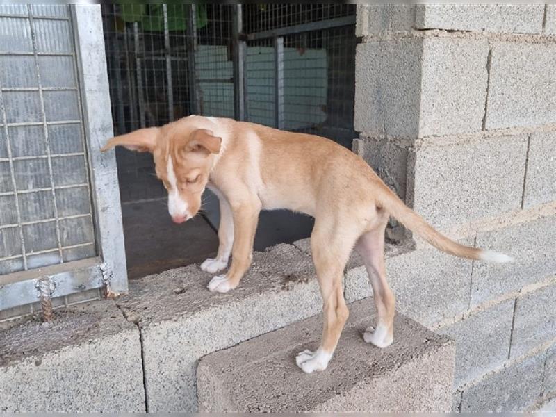 Amba, knuffige Galgo-Mix Maus, zwischen Müll und Trümmern geboren