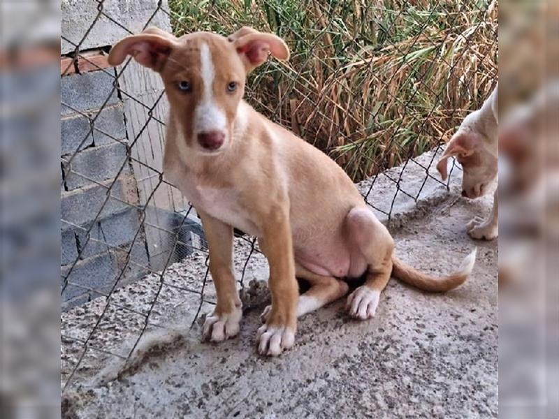 Amba, knuffige Galgo-Mix Maus, zwischen Müll und Trümmern geboren