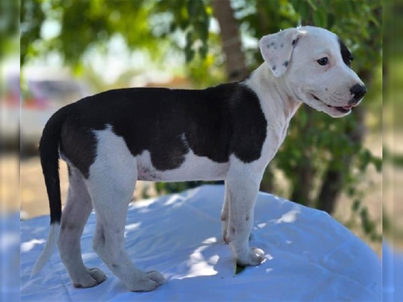 Pina, süsse Galgo-Mix Maus, zwischen Müll und Trümmern geboren