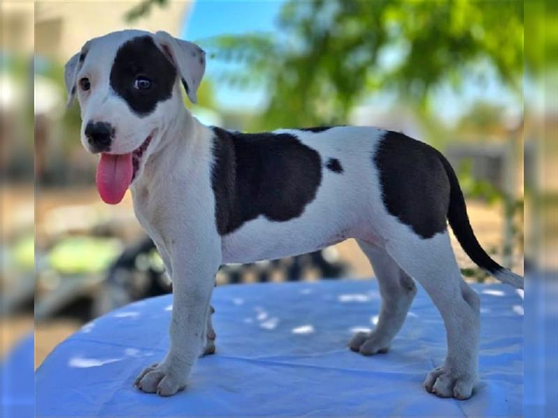 Pina, süsse Galgo-Mix Maus, zwischen Müll und Trümmern geboren