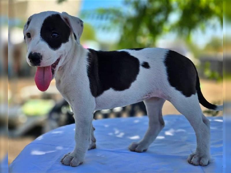 Pina, süsse Galgo-Mix Maus, zwischen Müll und Trümmern geboren