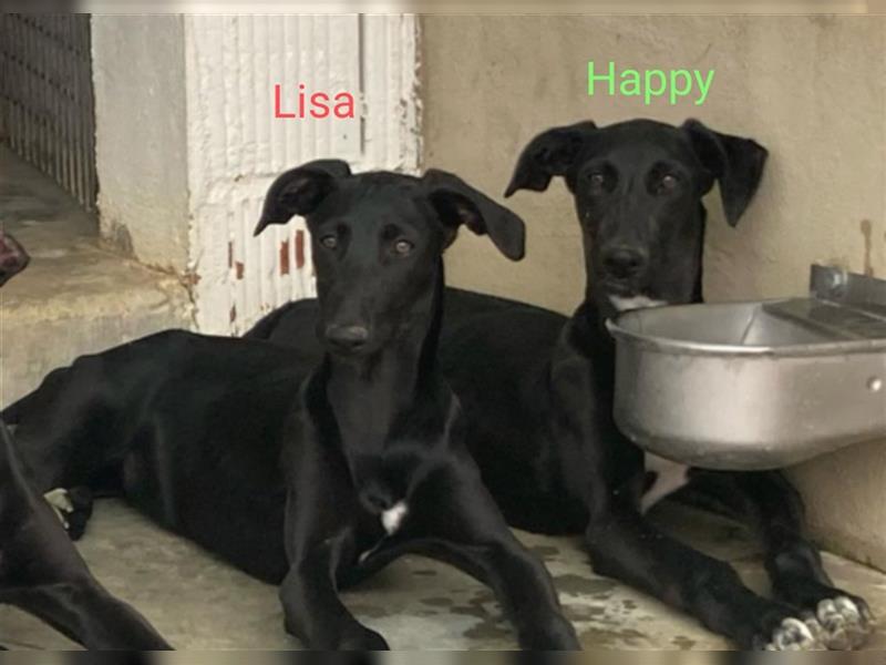 LISA-kleine Schönheit und gute Laune-Maus sucht Familie