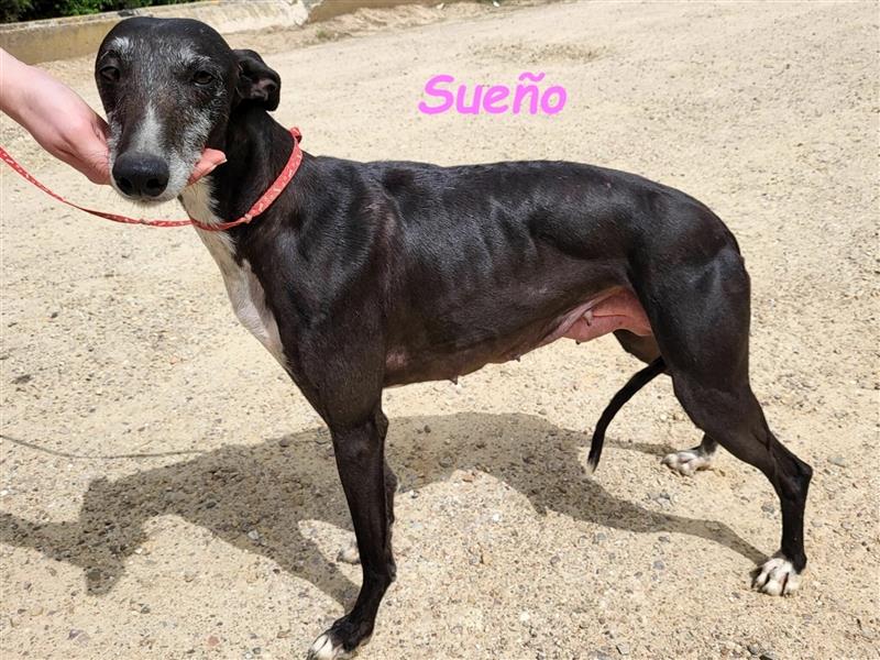 Sueño 04/2018 (ESP) - unglaublich liebevolle und verschmuste Galga!