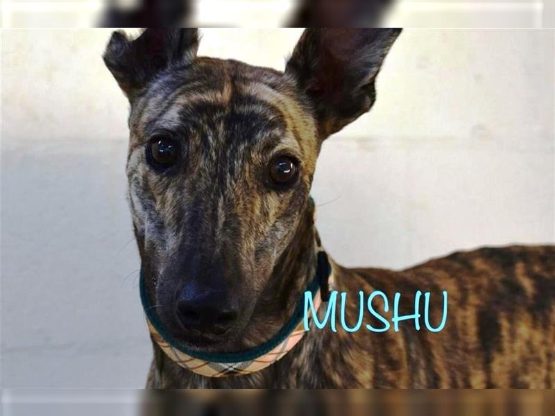 ❤️MUSHU, Galgo Espanol❤️