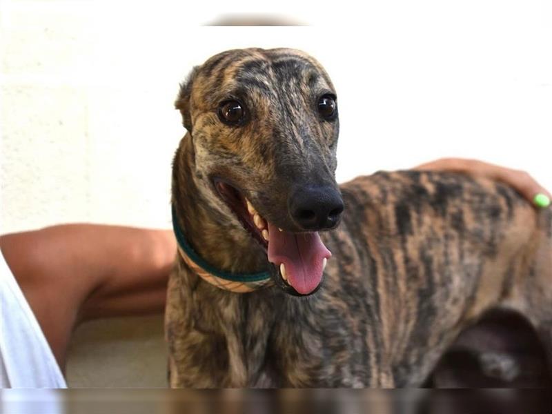 ❤️MUSHU, Galgo Espanol❤️