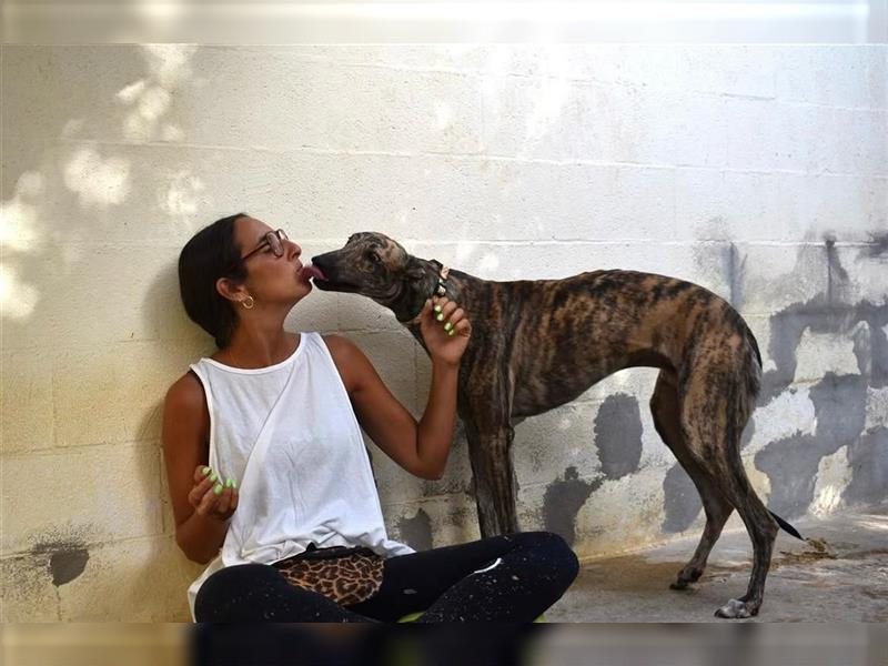 ❤️MUSHU, Galgo Espanol❤️