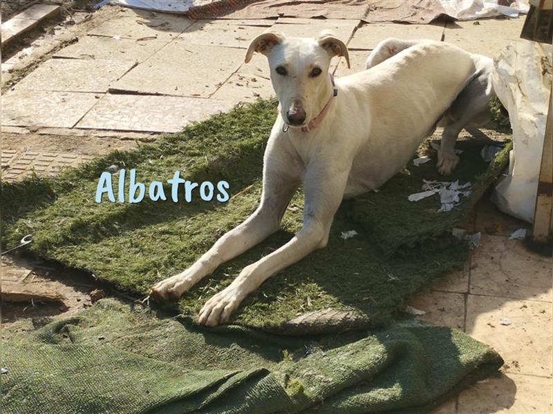 Albatros 01/2021 (ESP - Pflegestelle) - verspielter und freundlicher Galgo!