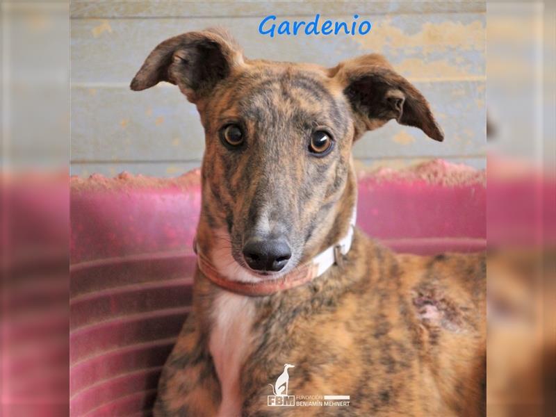 Gardenio 03/2021 (ESP) - traumhafter, verschmuster und sozialer Galgo!