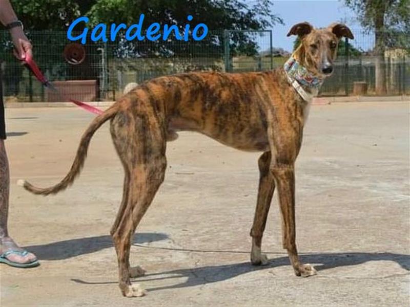 Gardenio 03/2021 (ESP) - traumhafter, verschmuster und sozialer Galgo!