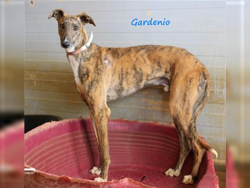 Gardenio 03/2021 (ESP) - traumhafter, verschmuster und sozialer Galgo!