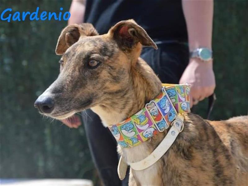 Gardenio 03/2021 (ESP) - traumhafter, verschmuster und sozialer Galgo!