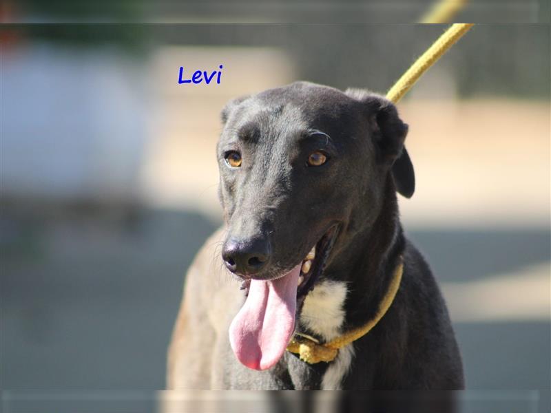 Levi 08/2020 (ESP) - zarter und geselliger, hübscher Galgo auf der Suche nach Streicheleinheiten!