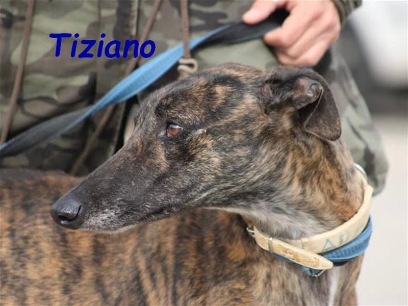 Tiziano 07/2020 (ESP) - supergut gelaunter, verschmuster und sozialer Galgo - ein Sonnenschein!