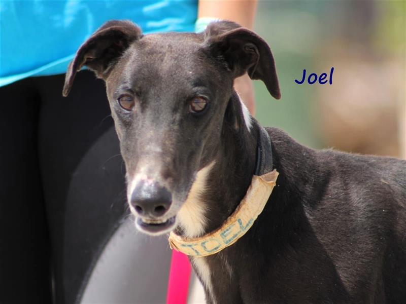 Joel 08/2020 (ESP) - entspannter und sozialer, hübscher Galgo!