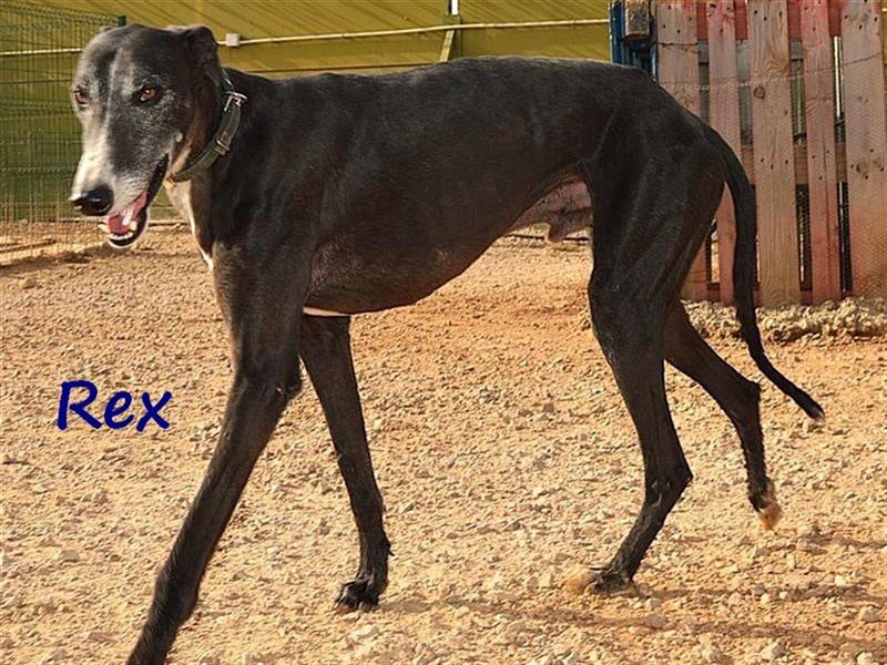 Rex 08/2019 (ESP) - aufgeschlossener, sozialer und angenehmer Galgo!