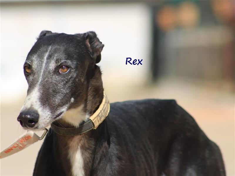 Rex 08/2019 (ESP) - aufgeschlossener, sozialer und angenehmer Galgo!