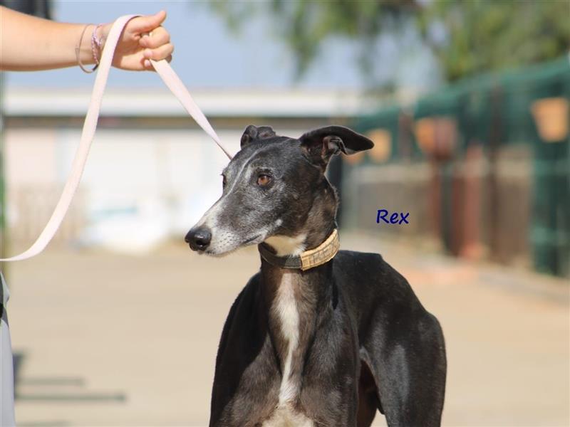 Rex 08/2019 (ESP) - aufgeschlossener, sozialer und angenehmer Galgo!