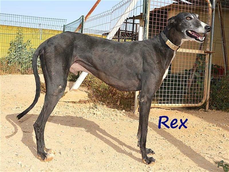 Rex 08/2019 (ESP) - aufgeschlossener, sozialer und angenehmer Galgo!