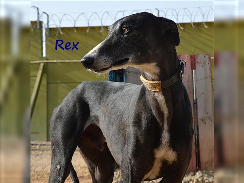 Rex 08/2019 (ESP) - aufgeschlossener, sozialer und angenehmer Galgo!