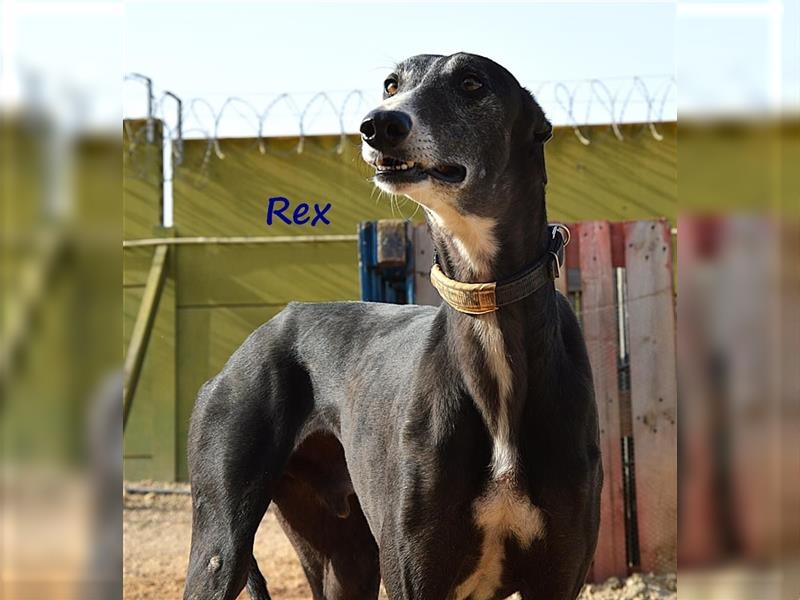 Rex 08/2019 (ESP) - aufgeschlossener, sozialer und angenehmer Galgo!