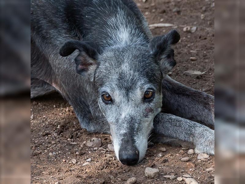 Sanfter CANOSO- wundershübscher, super lieber Galgo sucht ein sicheres Plätzchen voller Geborgenheit