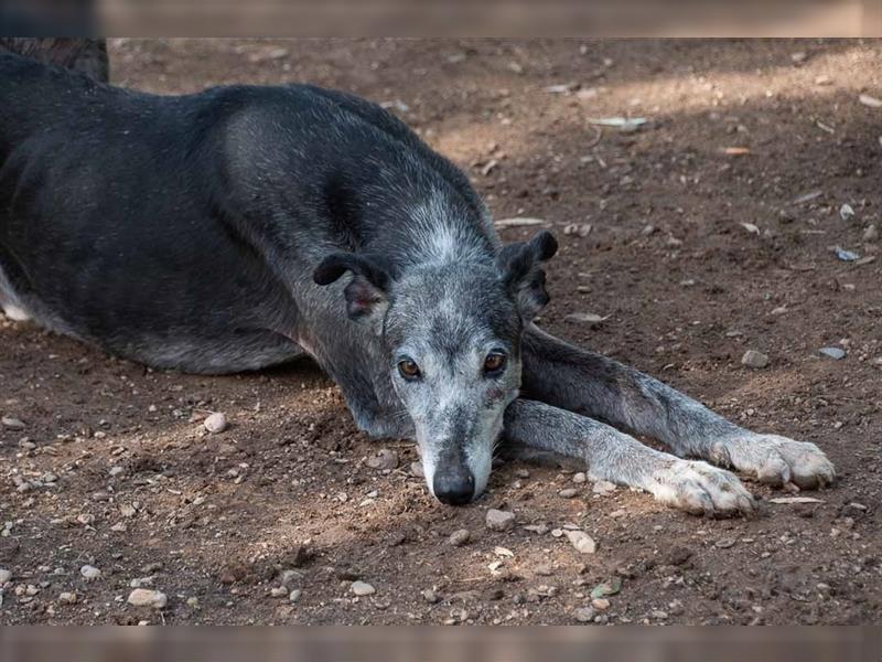 Sanfter CANOSO- wundershübscher, super lieber Galgo sucht ein sicheres Plätzchen voller Geborgenheit