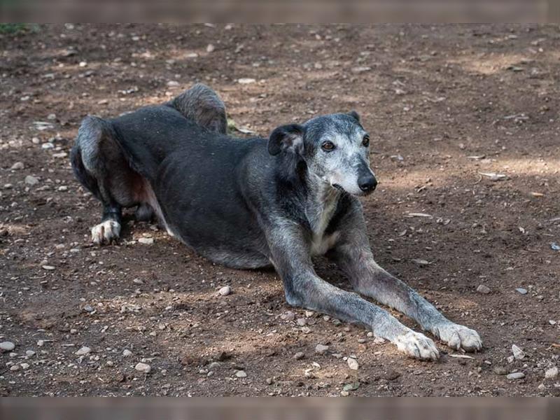 Sanfter CANOSO- wundershübscher, super lieber Galgo sucht ein sicheres Plätzchen voller Geborgenheit