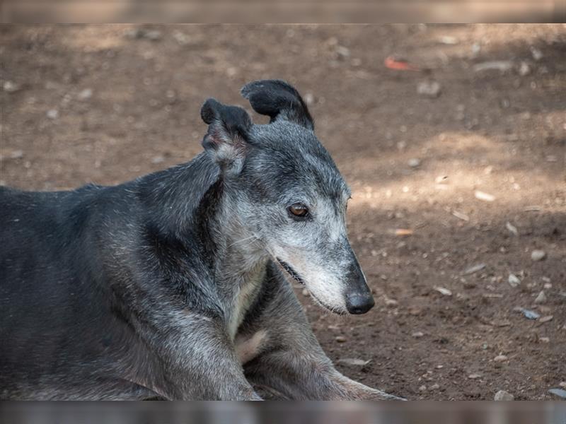 Sanfter CANOSO- wundershübscher, super lieber Galgo sucht ein sicheres Plätzchen voller Geborgenheit