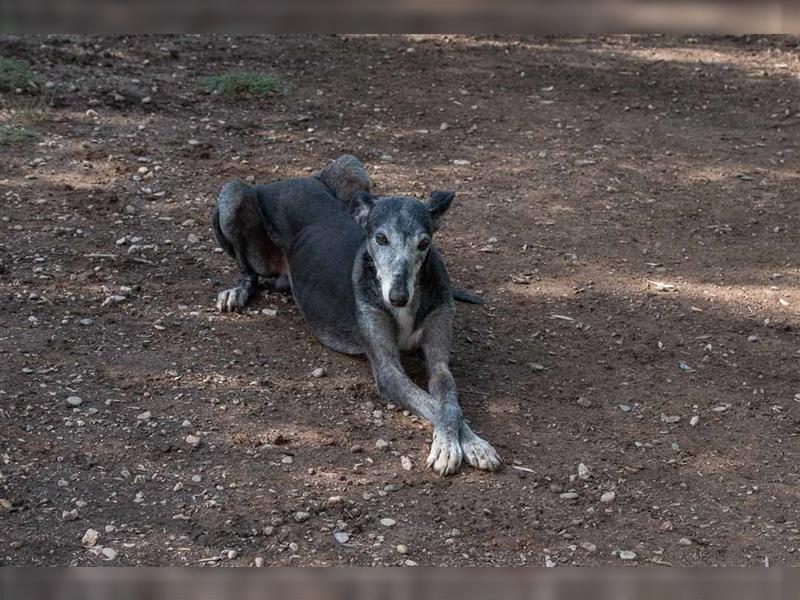 Sanfter CANOSO- wundershübscher, super lieber Galgo sucht ein sicheres Plätzchen voller Geborgenheit