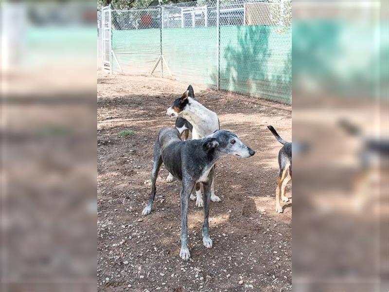 Sanfter CANOSO- wundershübscher, super lieber Galgo sucht ein sicheres Plätzchen voller Geborgenheit