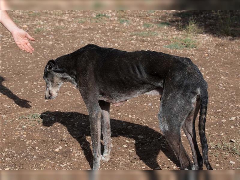 Sanfter CANOSO- wundershübscher, super lieber Galgo sucht ein sicheres Plätzchen voller Geborgenheit