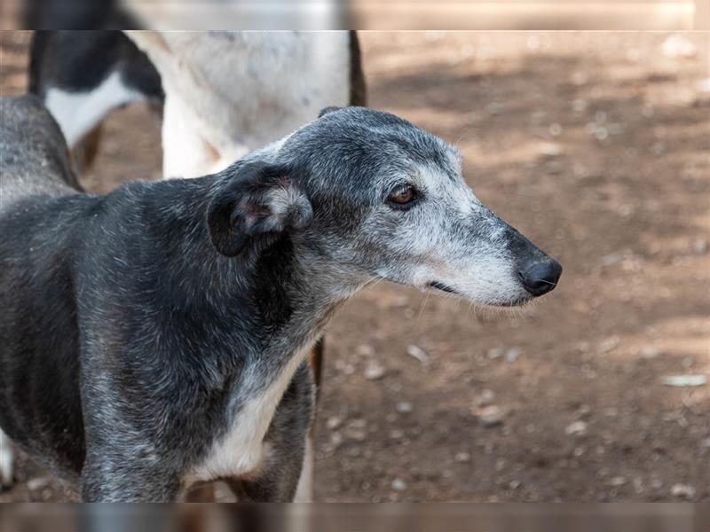 Sanfter CANOSO- wundershübscher, super lieber Galgo sucht ein sicheres Plätzchen voller Geborgenheit